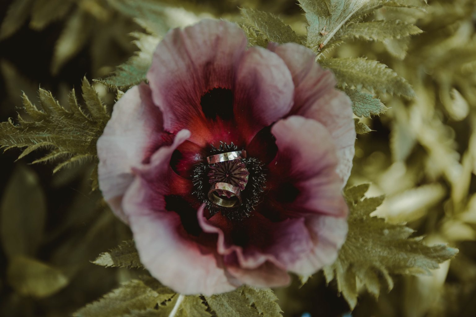 Ringshot